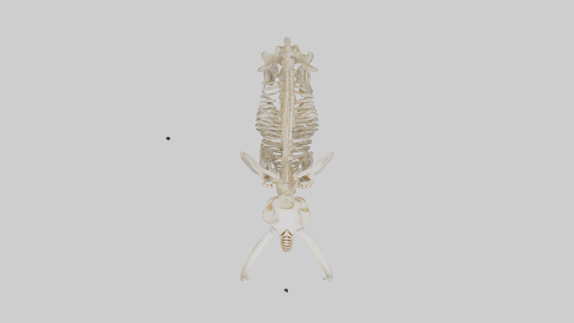 Elephant Tusk Skeleton model 3D model_14