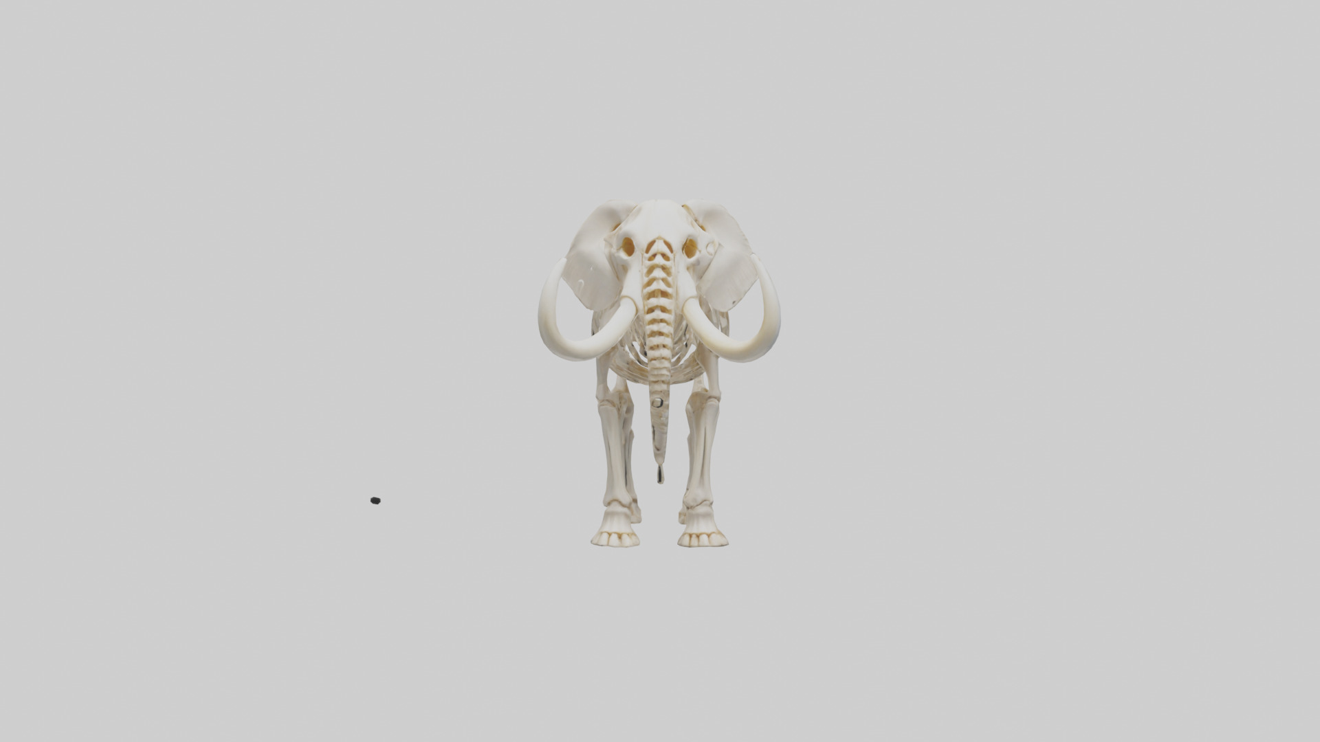 Elephant Tusk Skeleton model 3D model_9