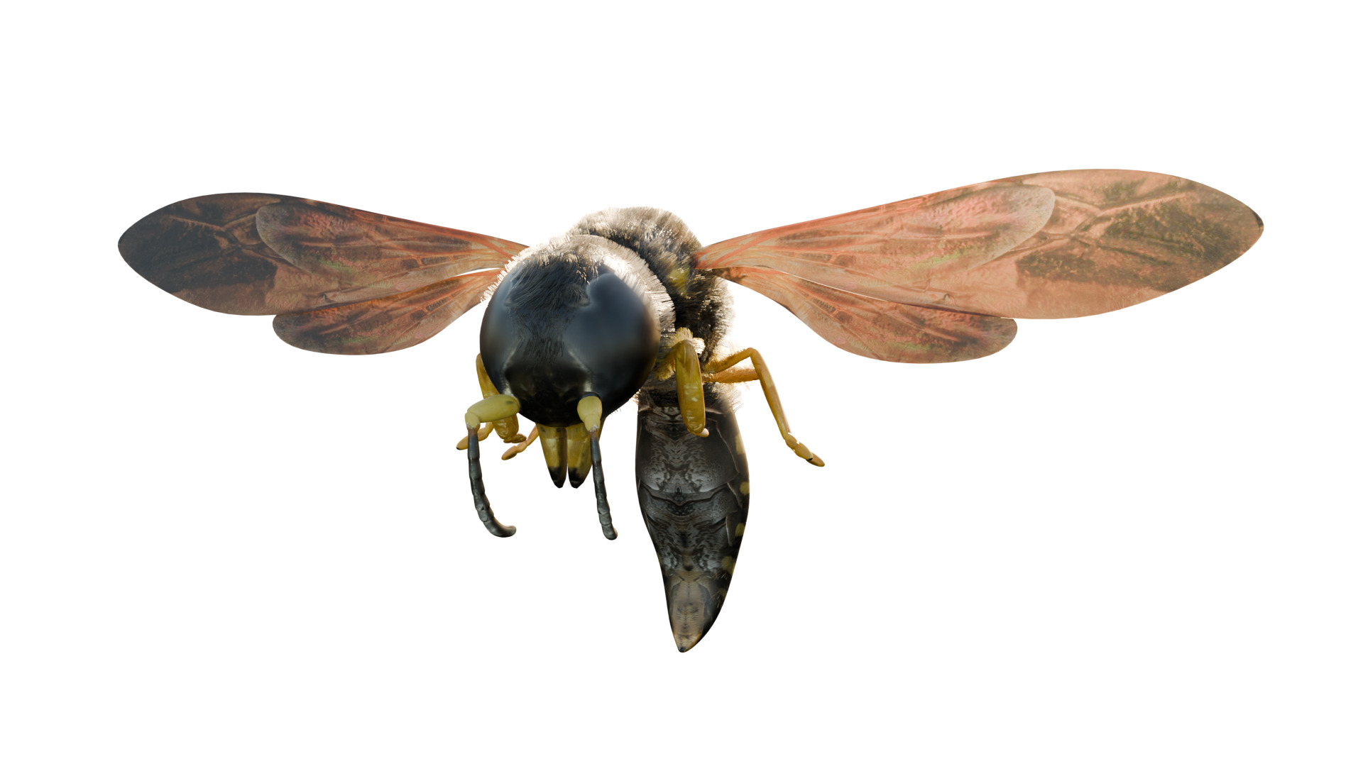 Realistic Insect 3D Model Rigged Textured PBR 4K Resolution Low-poly 3D model_1