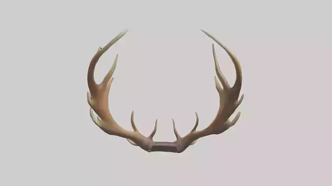 Elk Antlers Model