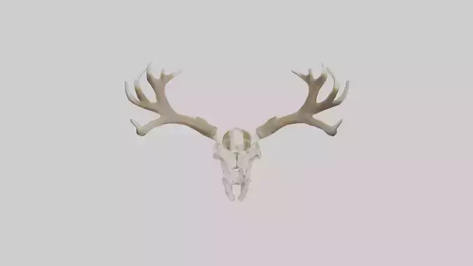 Elk Skull Skeleton model