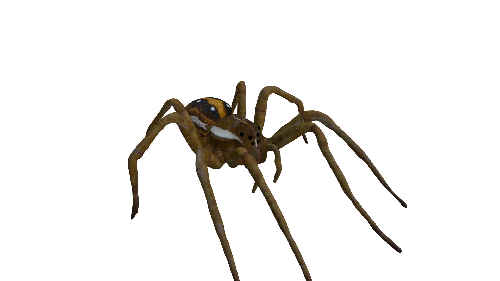 Realistic Insect 3D Model Rigged Textured PBR 4K Resolution 3D Model Collection_25