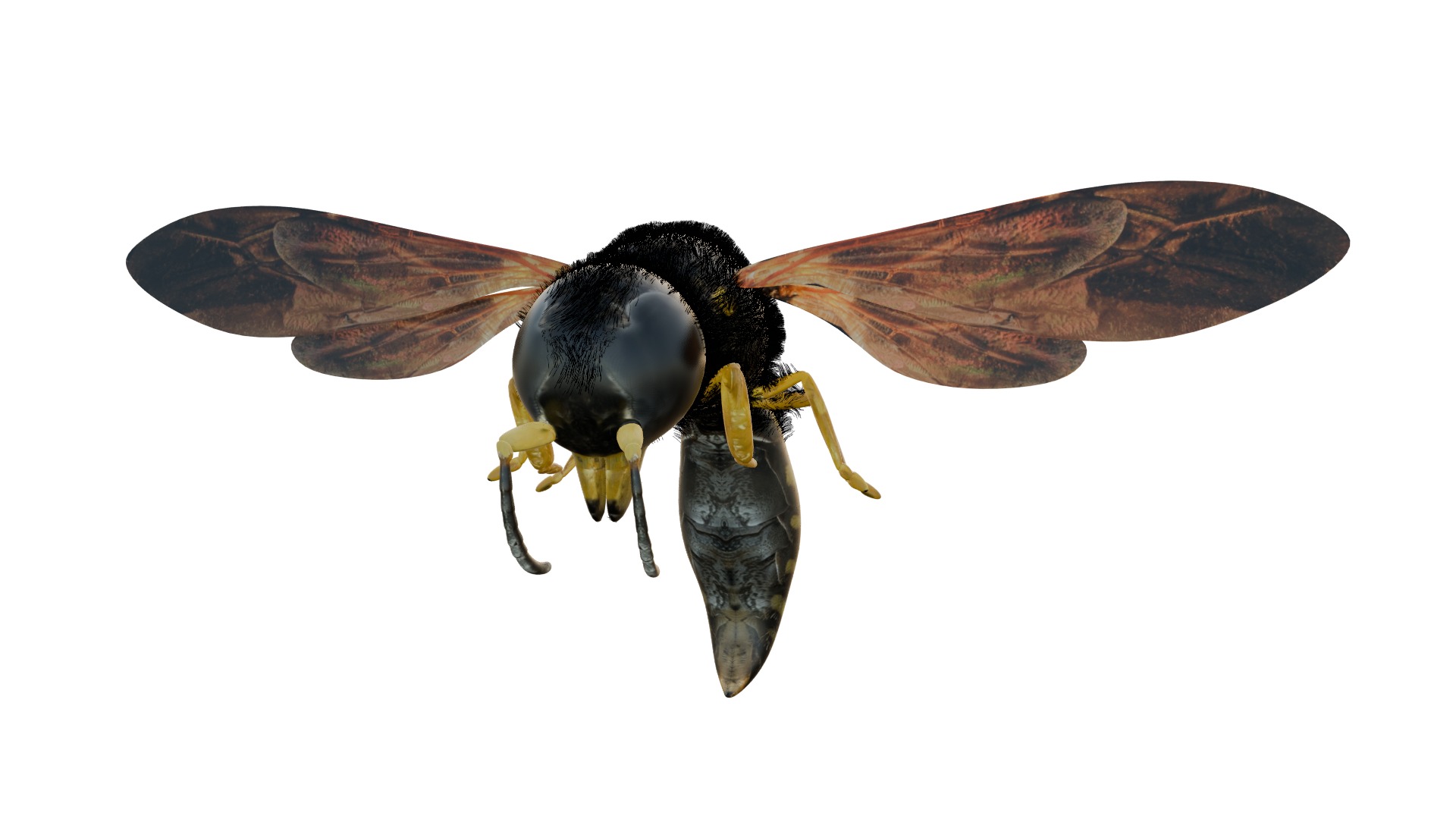 Realistic Insect 3D Model Rigged Textured PBR 4K Resolution 3D Model Collection_9