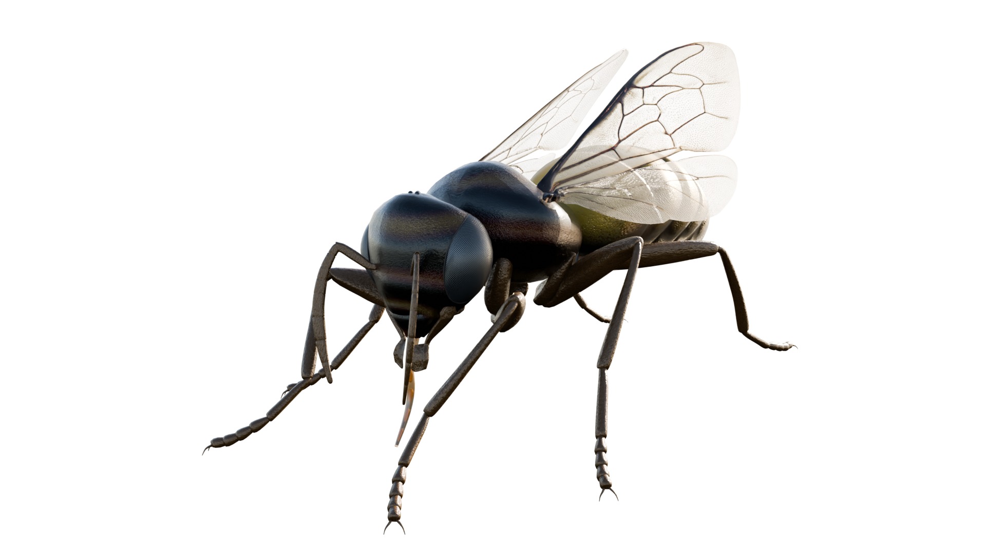 Realistic Insect 3D Model Rigged Textured PBR 4K Resolution 3D Model Collection_28