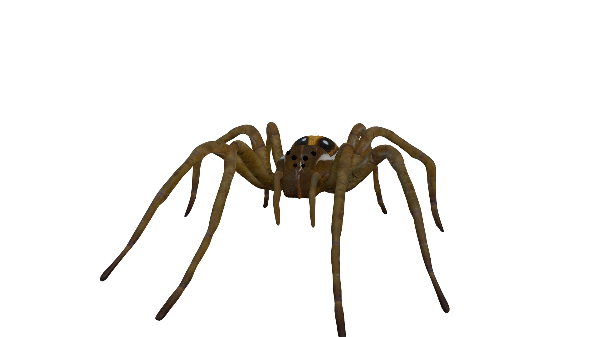 Realistic Insect 3D Model Rigged Textured PBR 4K Resolution 3D Model Collection_24