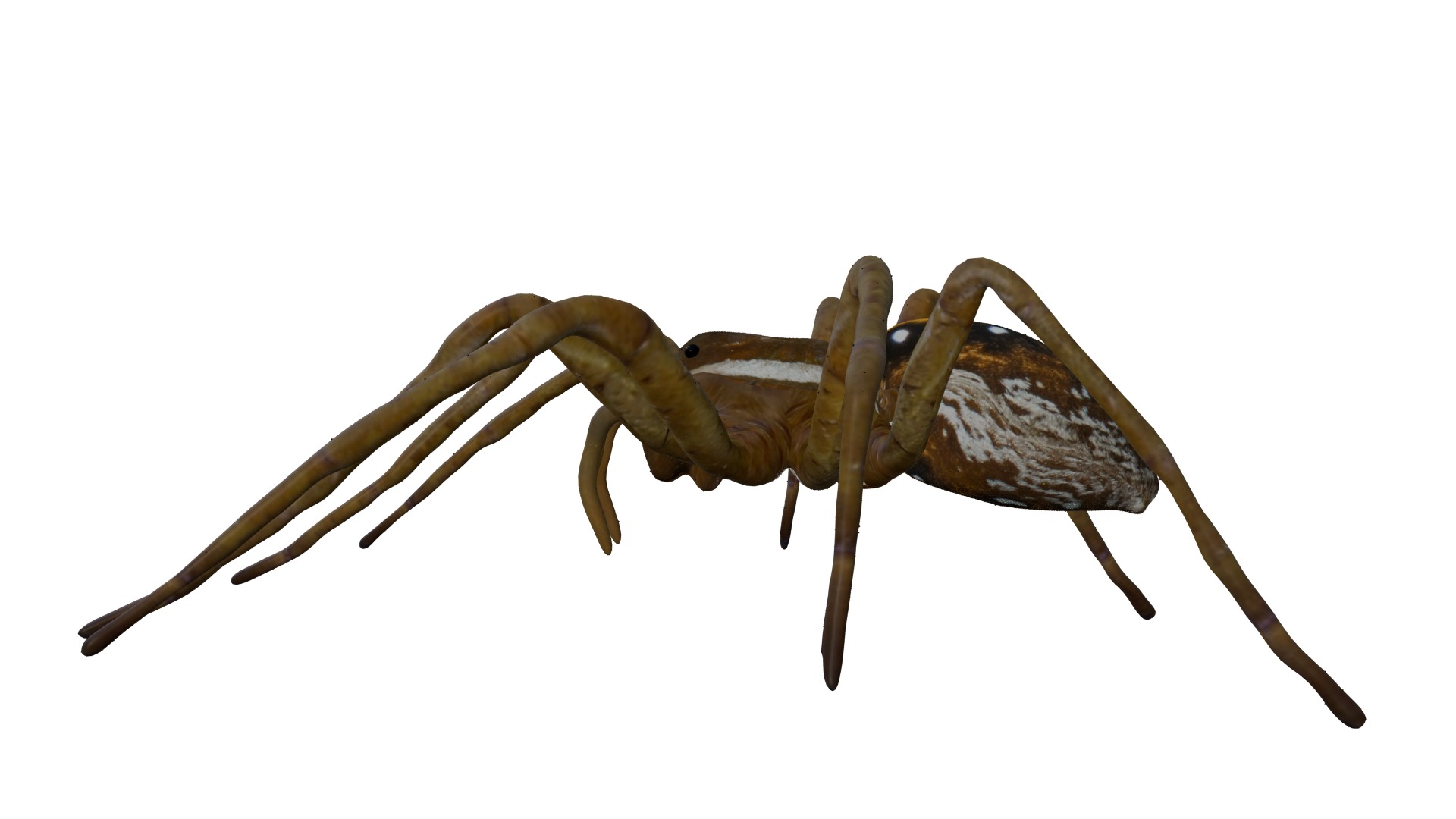 Realistic Insect 3D Model Rigged Textured PBR 4K Resolution 3D Model Collection_23