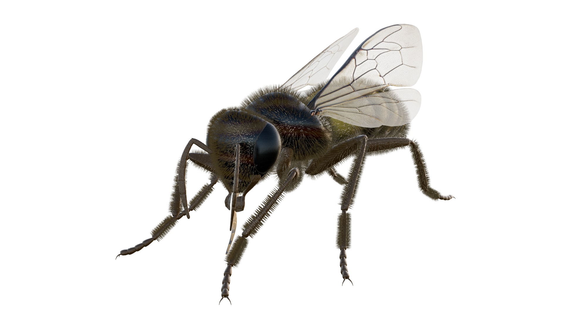 Realistic Insect 3D Model Rigged Textured PBR 4K Resolution 3D Model Collection_30