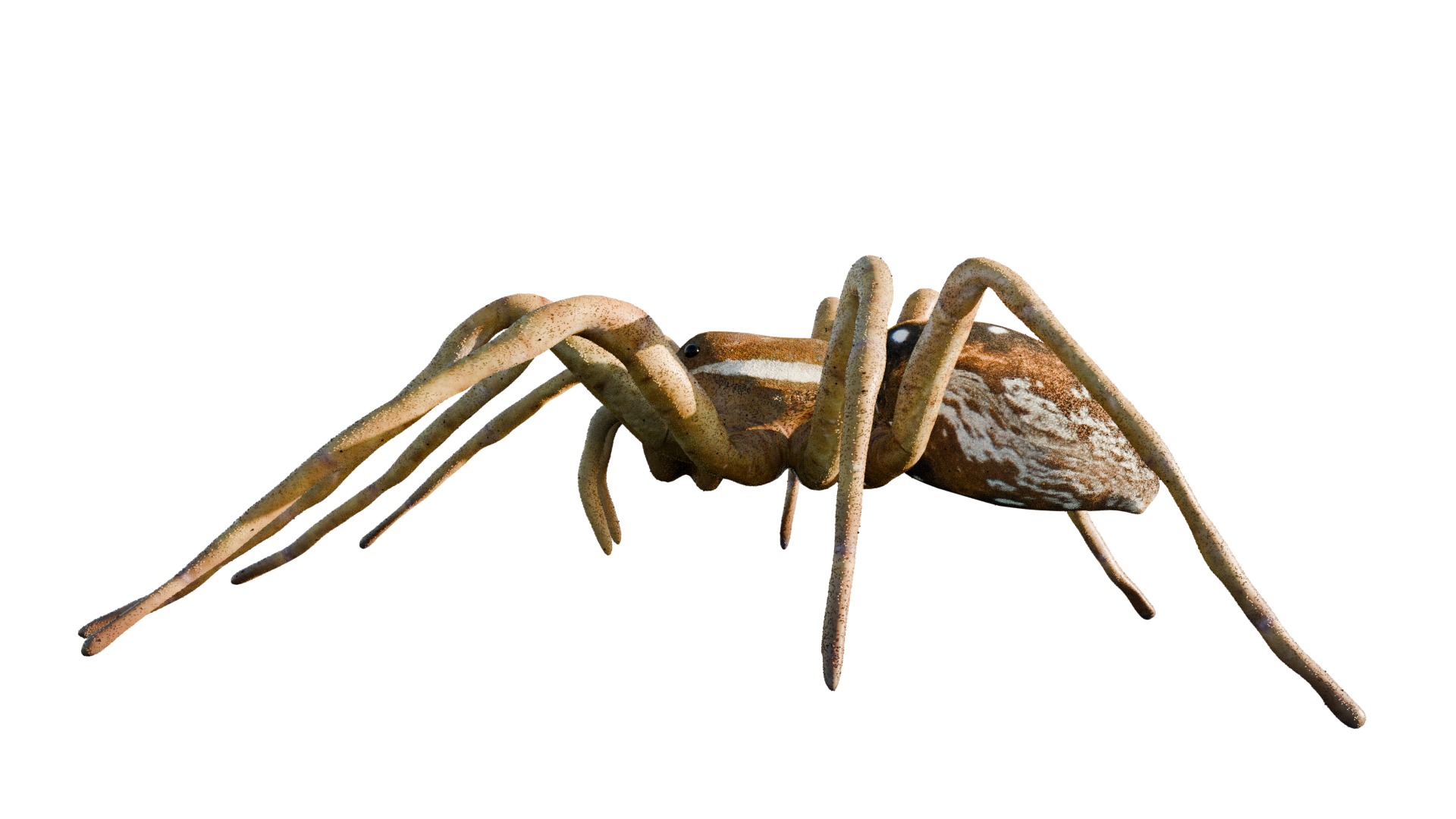 Realistic Insect 3D Model Rigged Textured PBR 4K Resolution 3D Model Collection_3