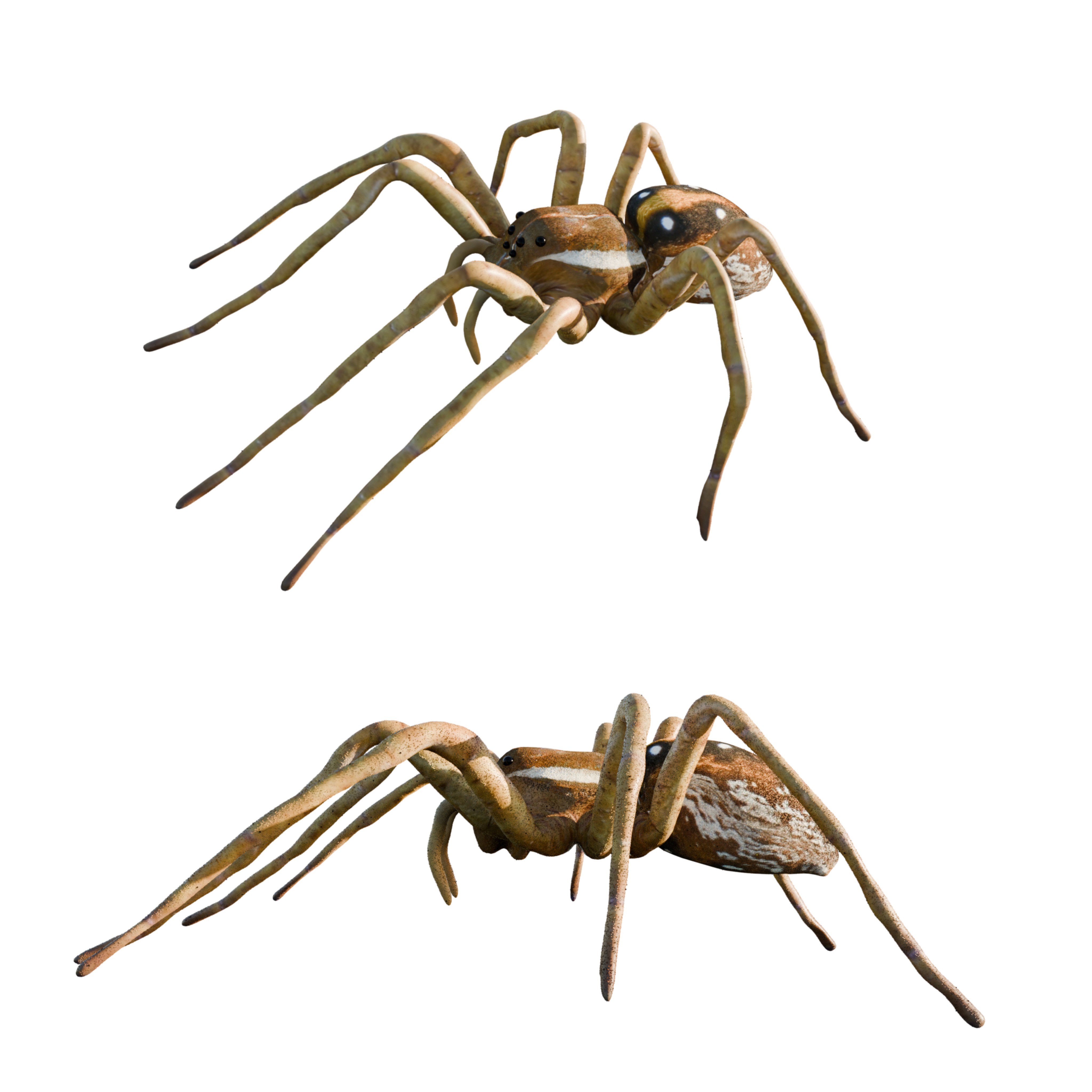 Realistic Insect 3D Model Rigged Textured PBR 4K Resolution 3D Model Collection_2