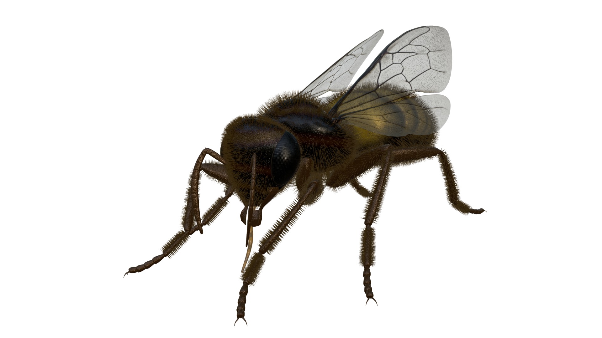 Realistic Insect 3D Model Rigged Textured PBR 4K Resolution 3D Model Collection_29