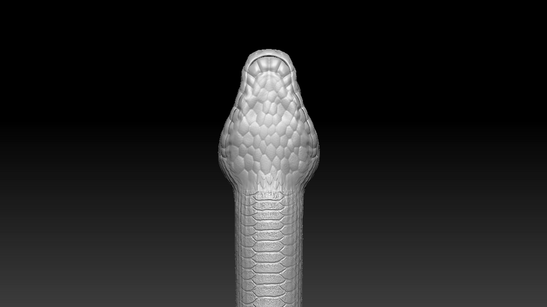 Asp Zbrush Model 3D model_6