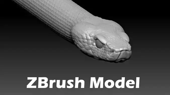 Asp Zbrush Model
