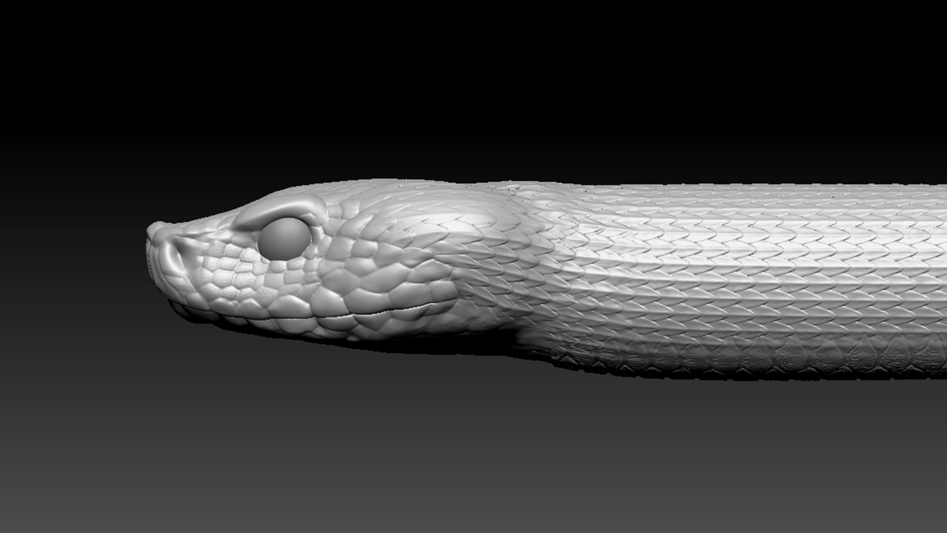 Asp Zbrush Model 3D model_4
