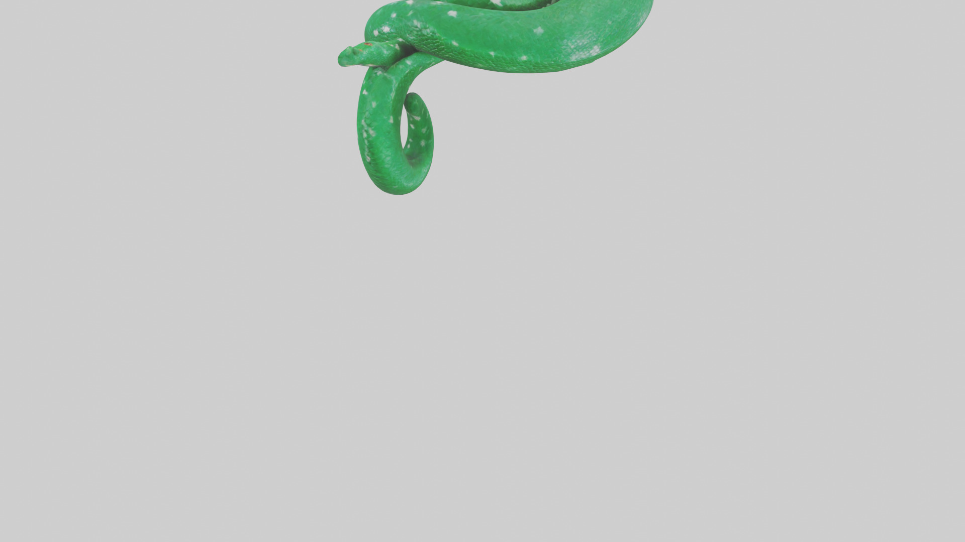 Emerald Tree Boa statue model Low-poly 3D model_3