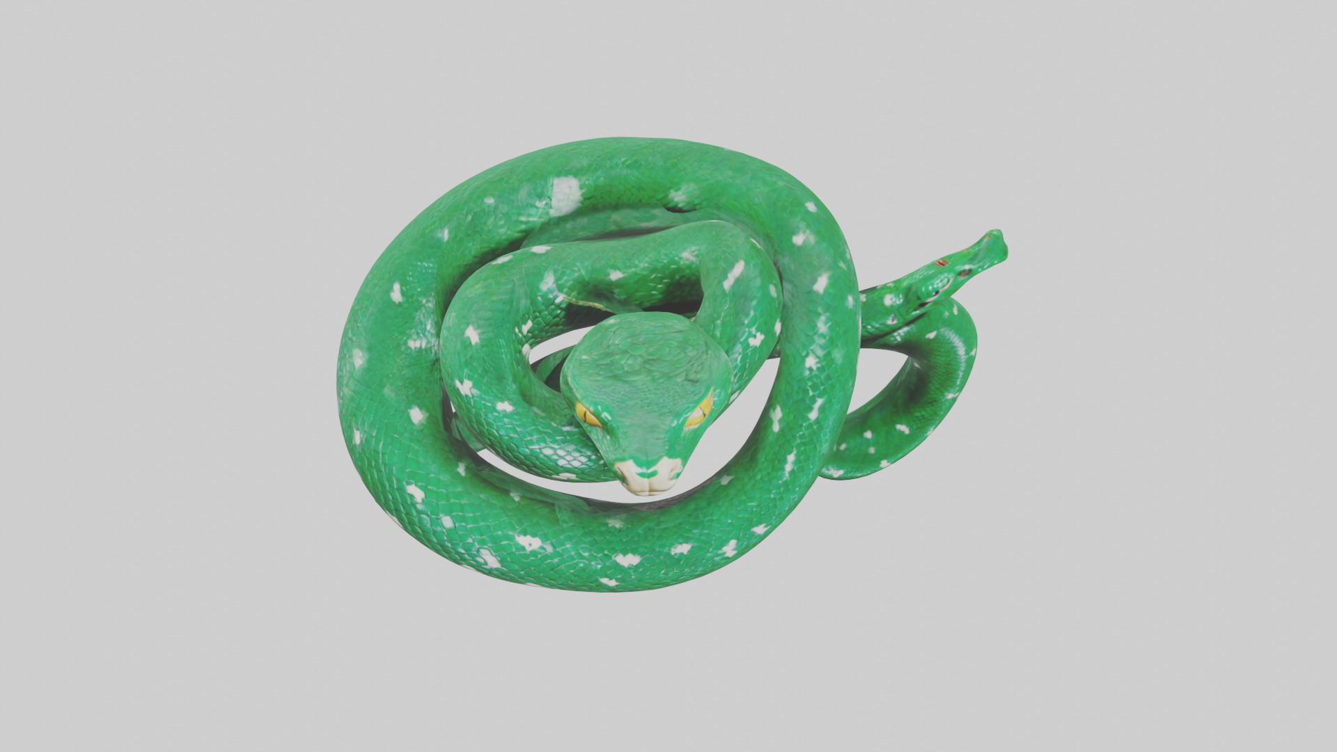 Emerald Tree Boa statue model Low-poly 3D model_16