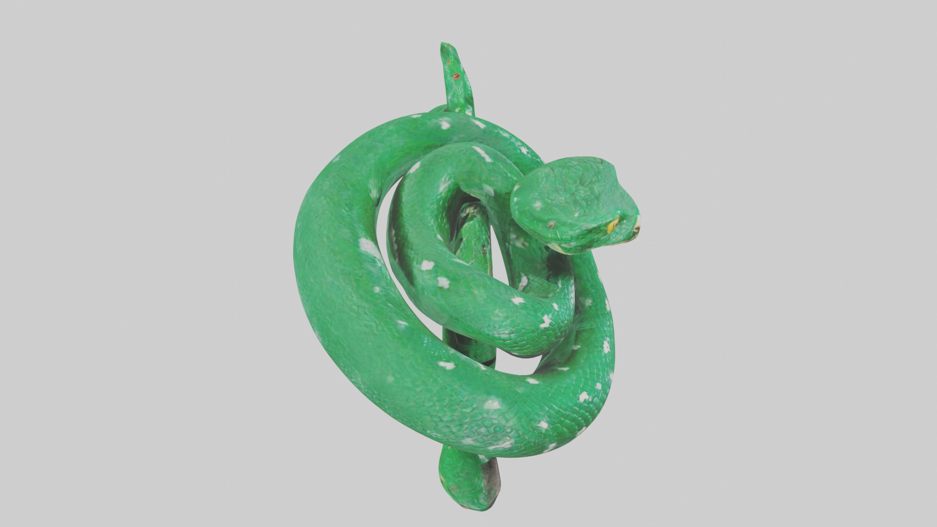 Emerald Tree Boa statue model Low-poly 3D model_18