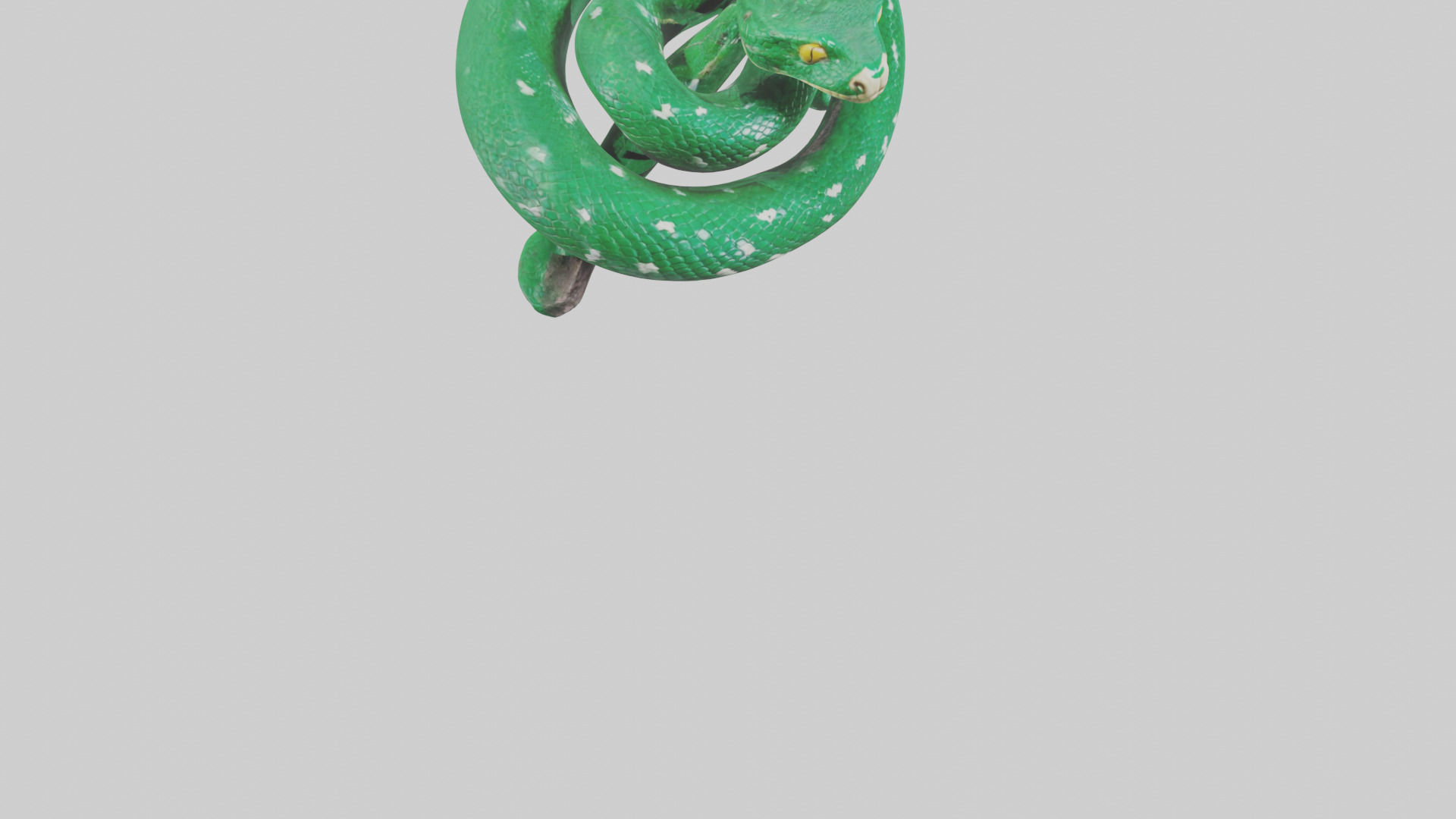 Emerald Tree Boa statue model Low-poly 3D model_6