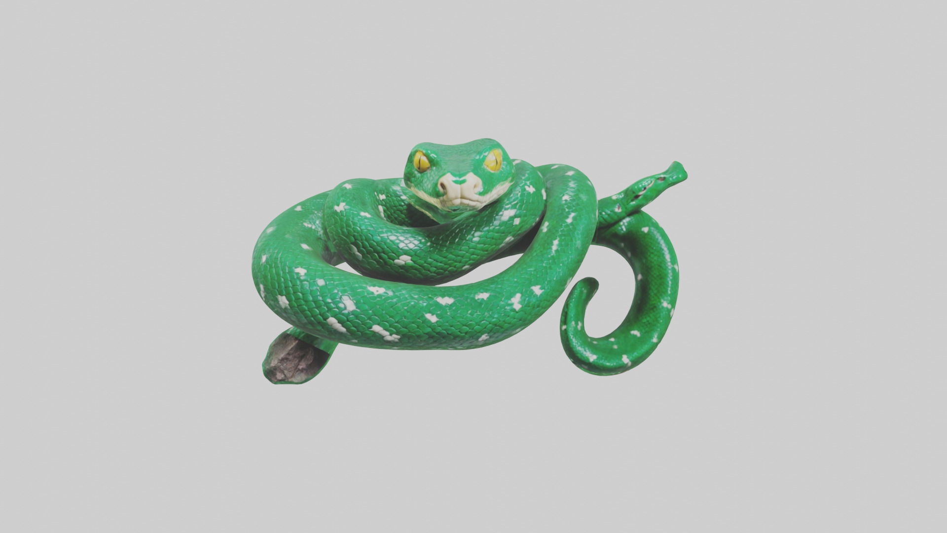 Emerald Tree Boa statue model Low-poly 3D model_9
