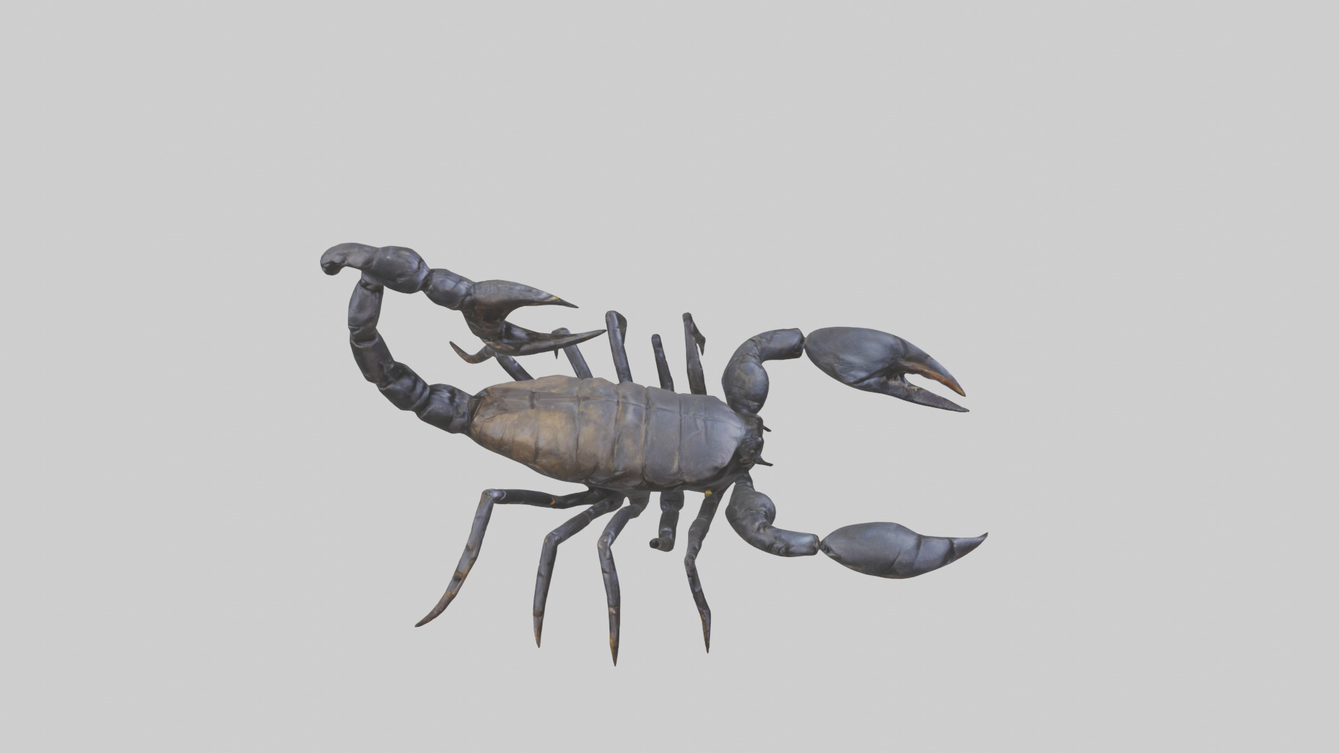 Emperor Scorpion defending model Low-poly 3D model_18