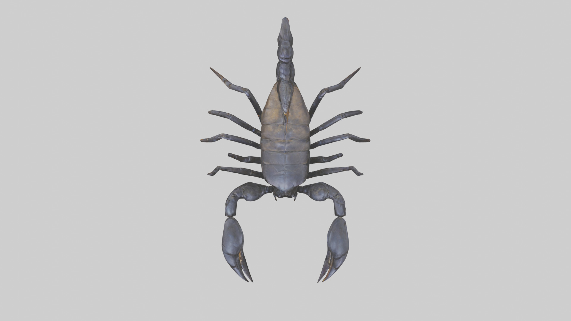 Emperor Scorpion defending model Low-poly 3D model_14