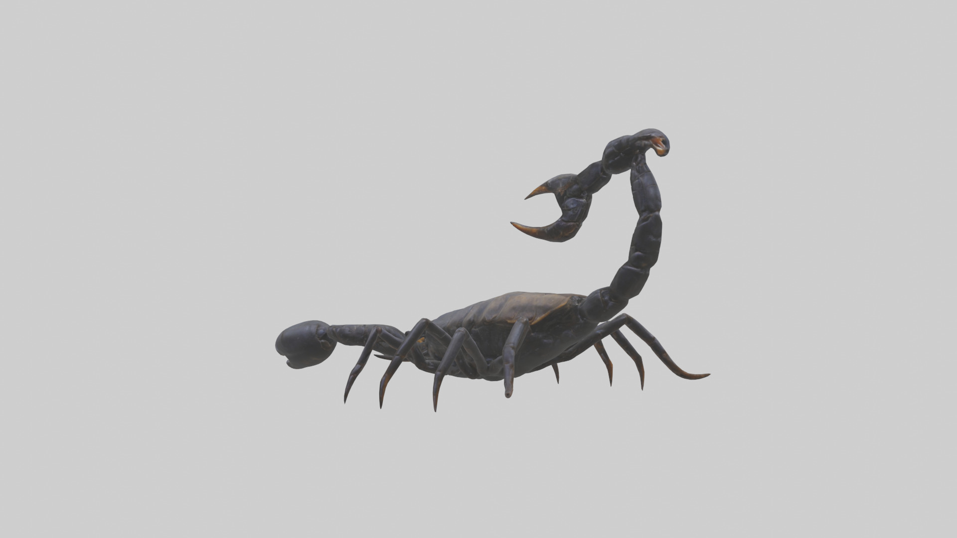 Emperor Scorpion defending model Low-poly 3D model_1