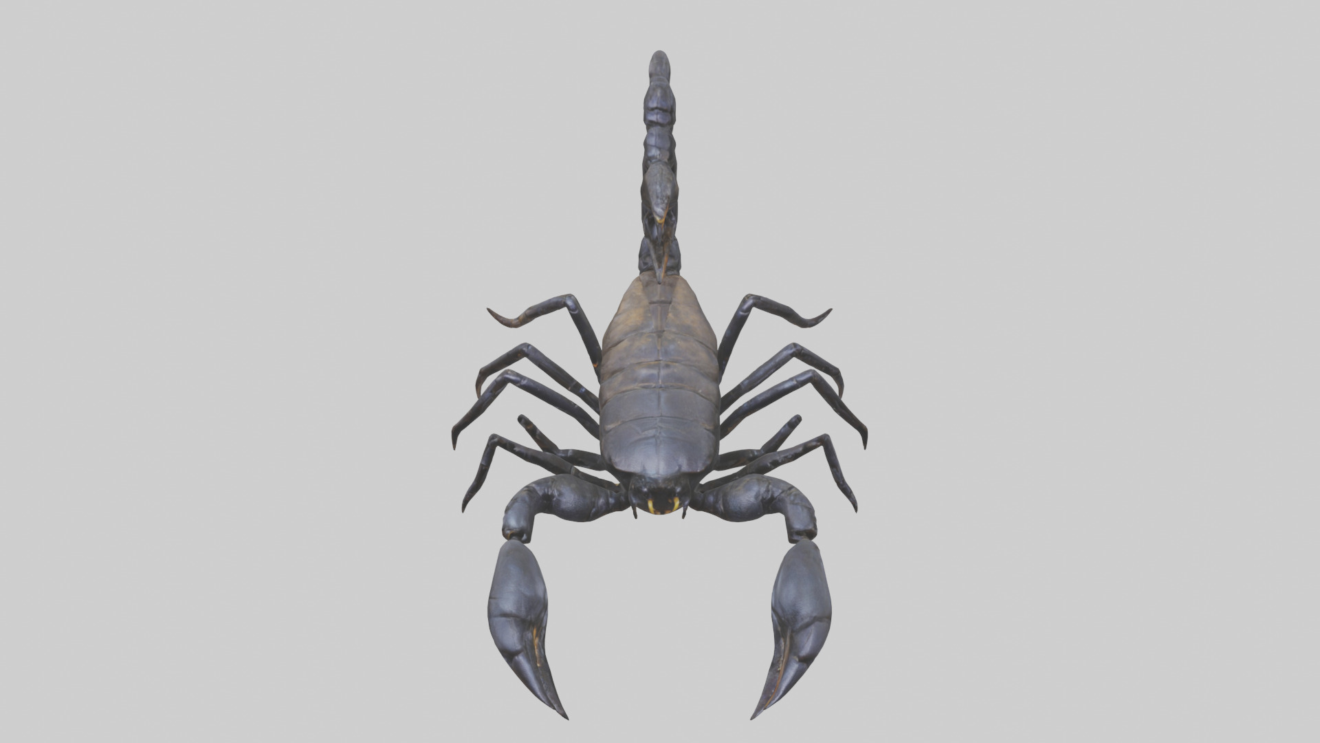 Emperor Scorpion defending model Low-poly 3D model_16
