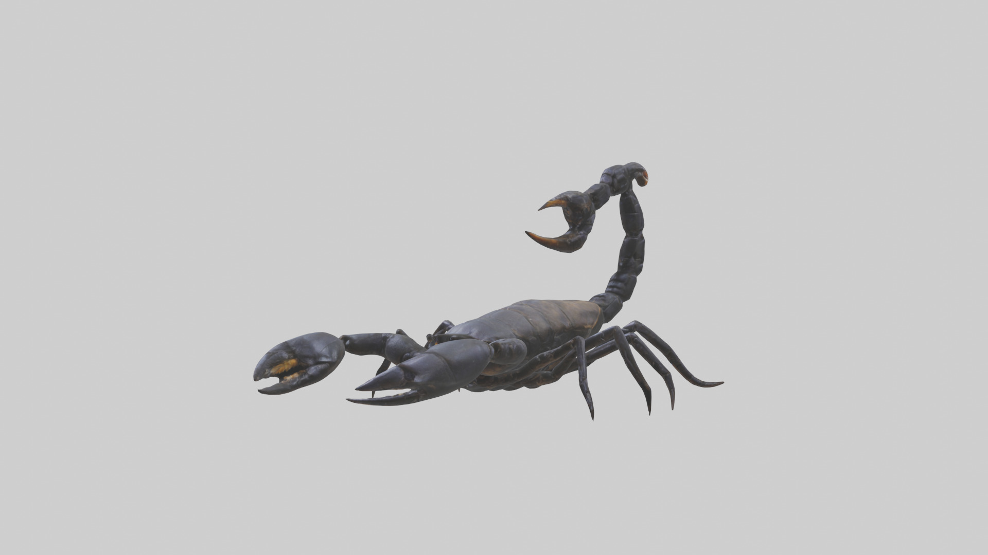 Emperor Scorpion defending model Low-poly 3D model_10