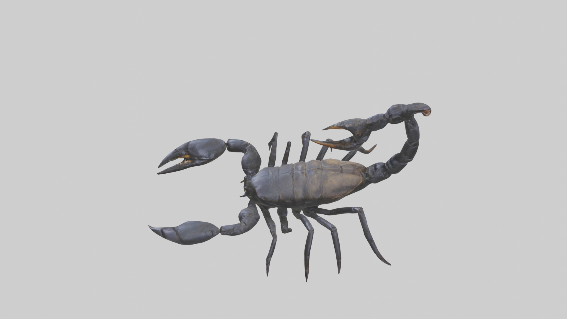 Emperor Scorpion defending model Low-poly 3D model_17
