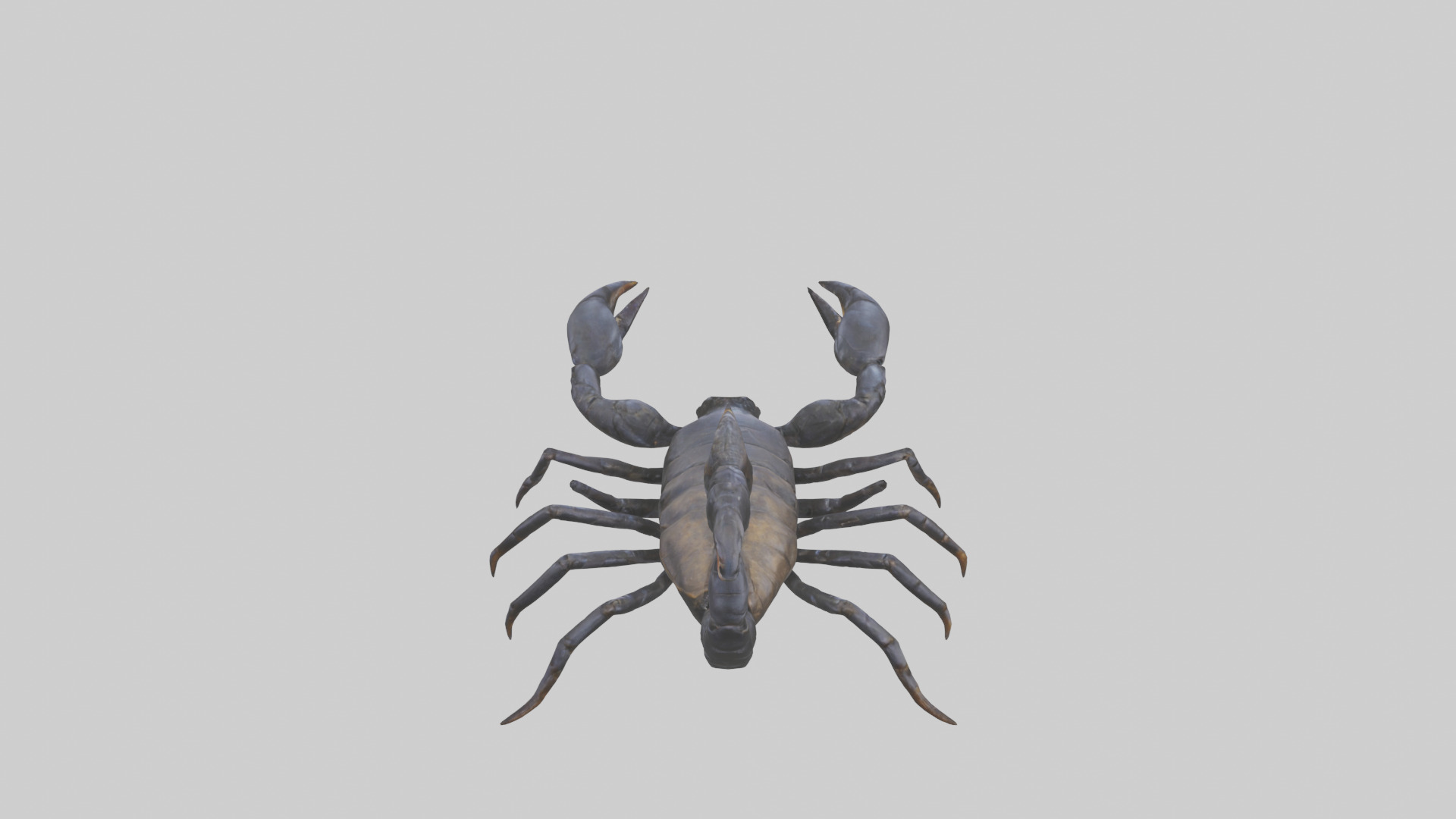 Emperor Scorpion defending model Low-poly 3D model_15