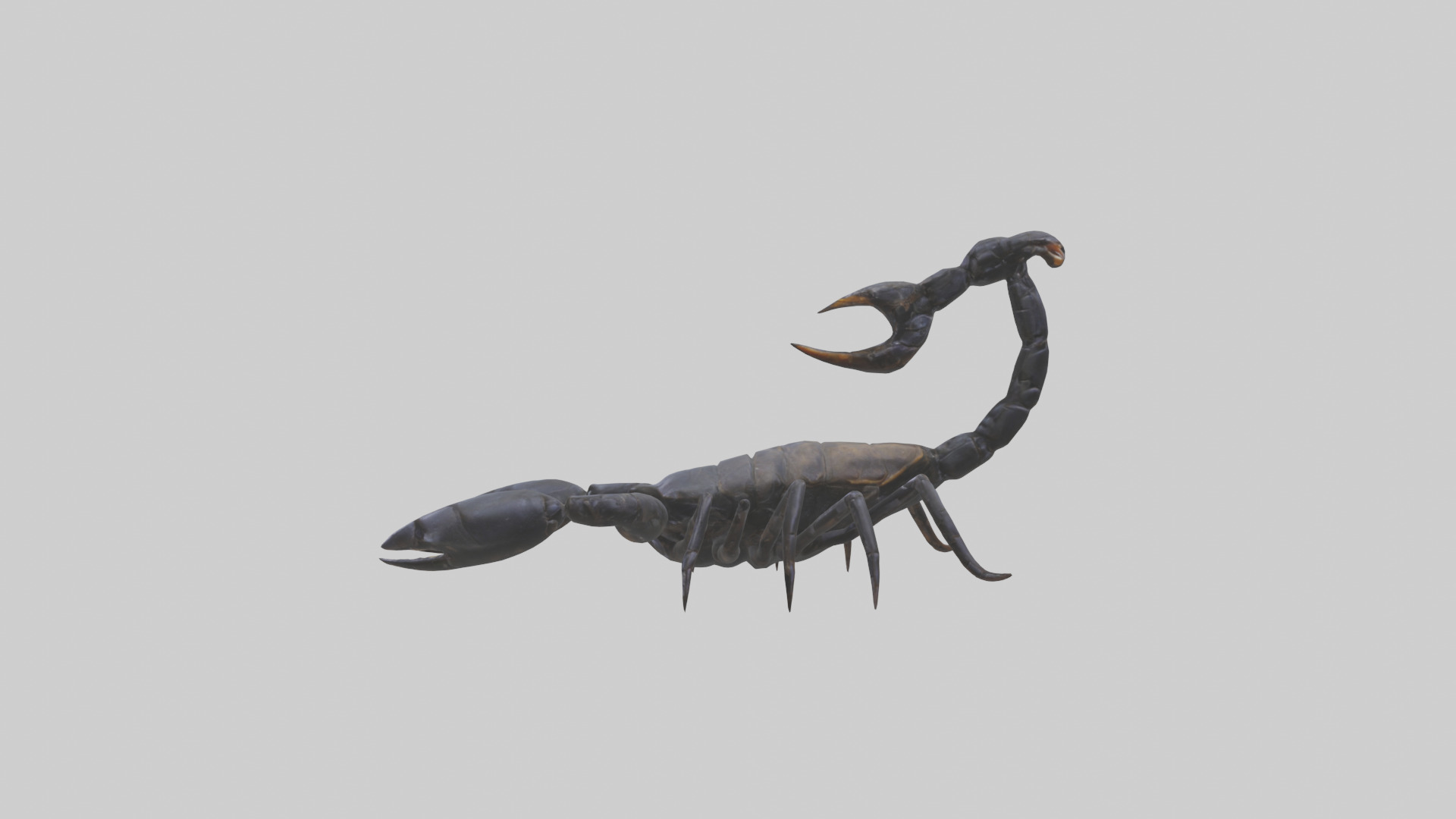 Emperor Scorpion defending model Low-poly 3D model_12
