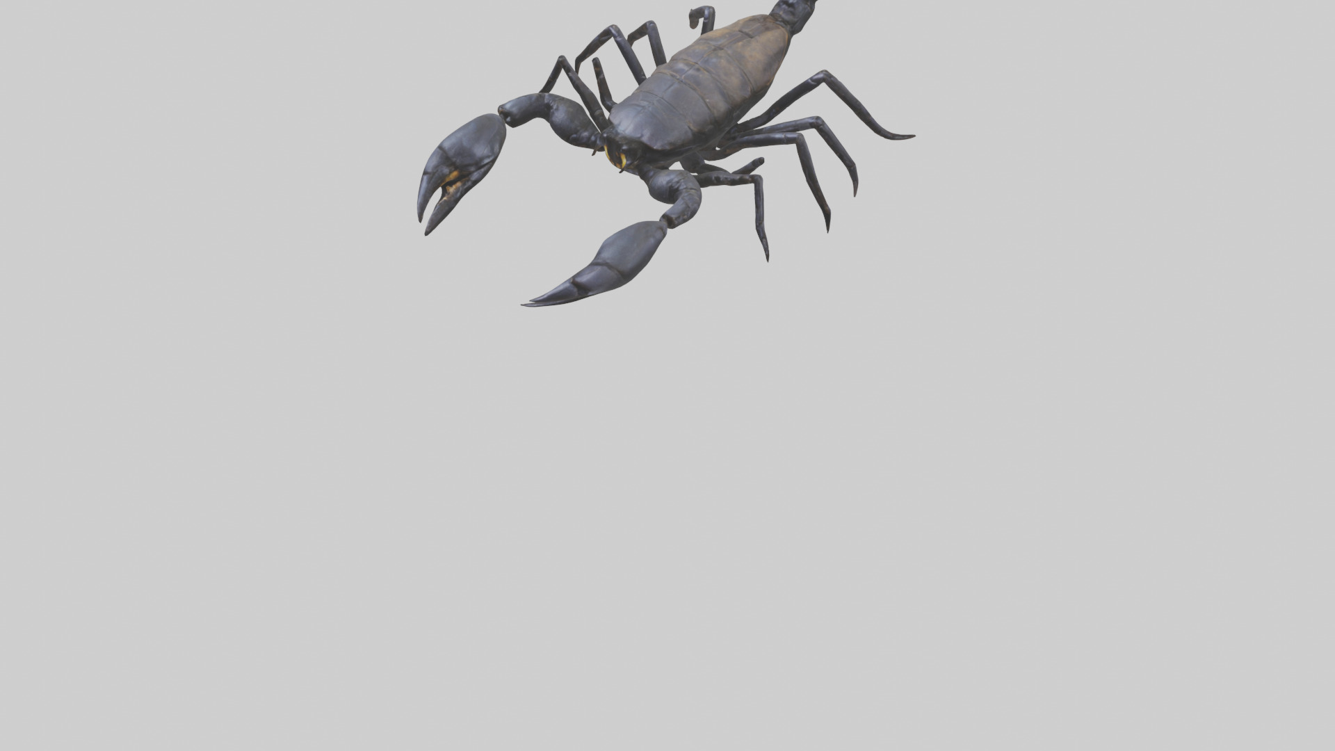 Emperor Scorpion defending model Low-poly 3D model_5