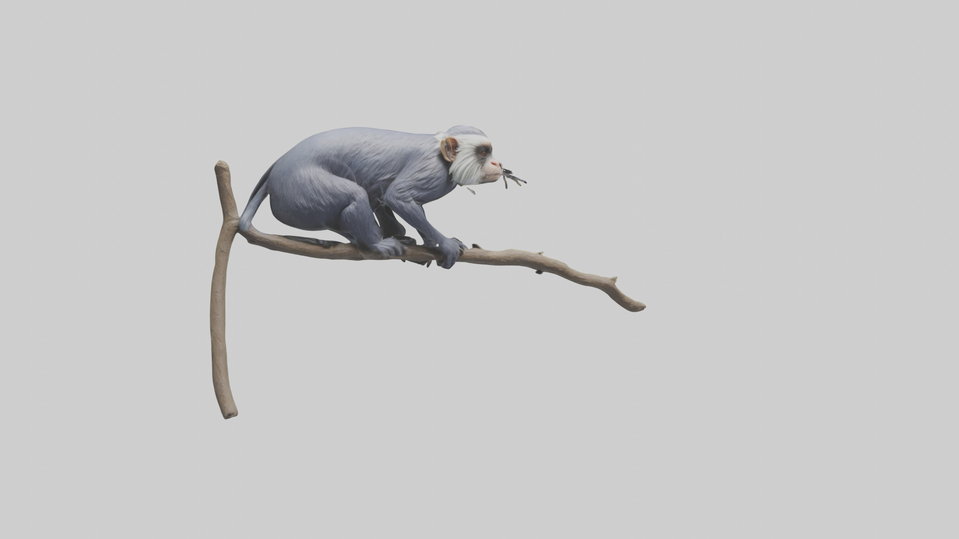 Emperor Tamarin perched model 2 Low-poly 3D model_8