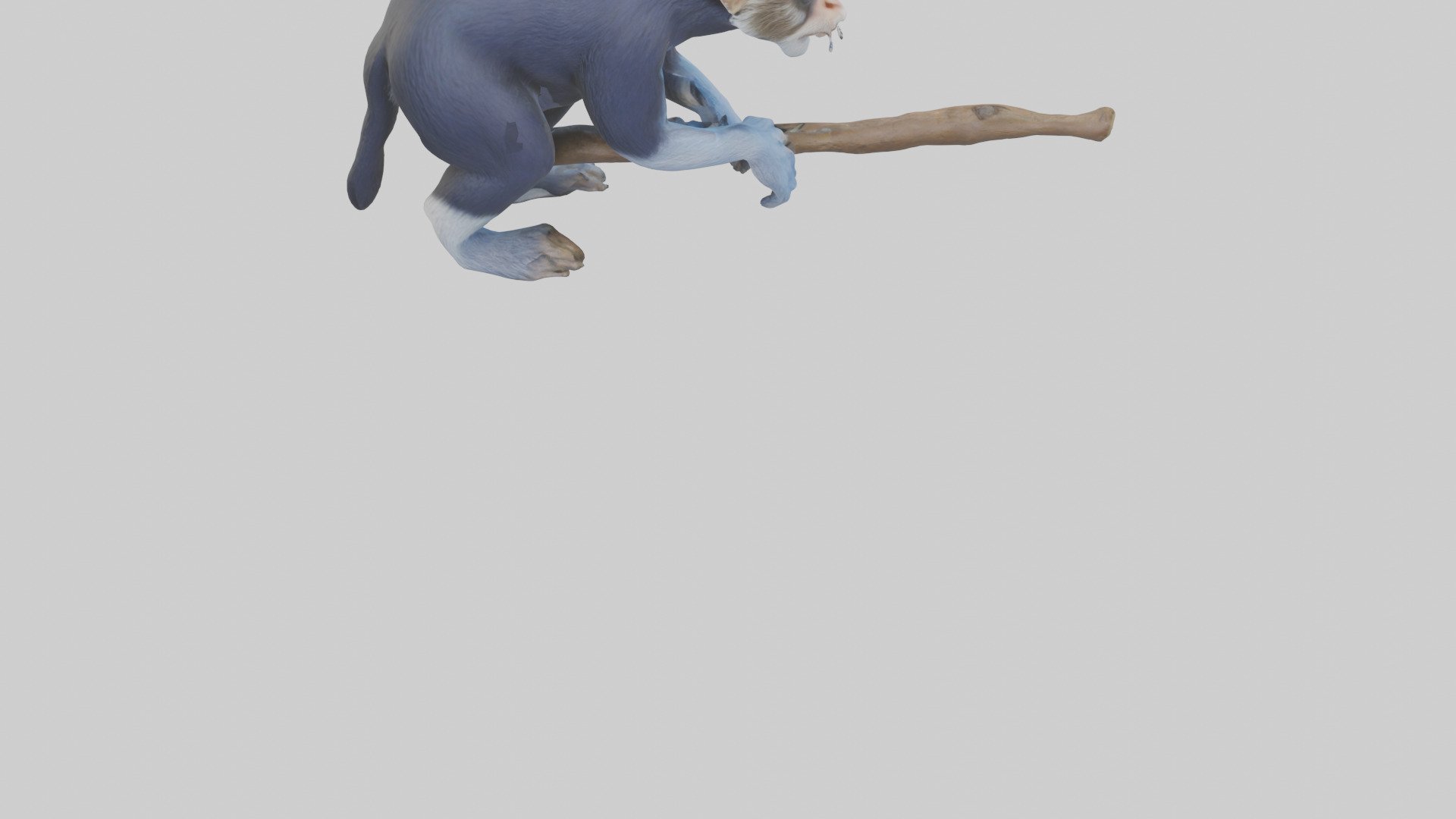 Emperor Tamarin perched model 2 Low-poly 3D model_14