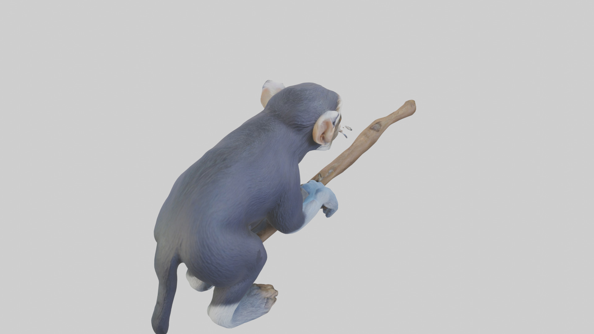 Emperor Tamarin perched model 2 Low-poly 3D model_25