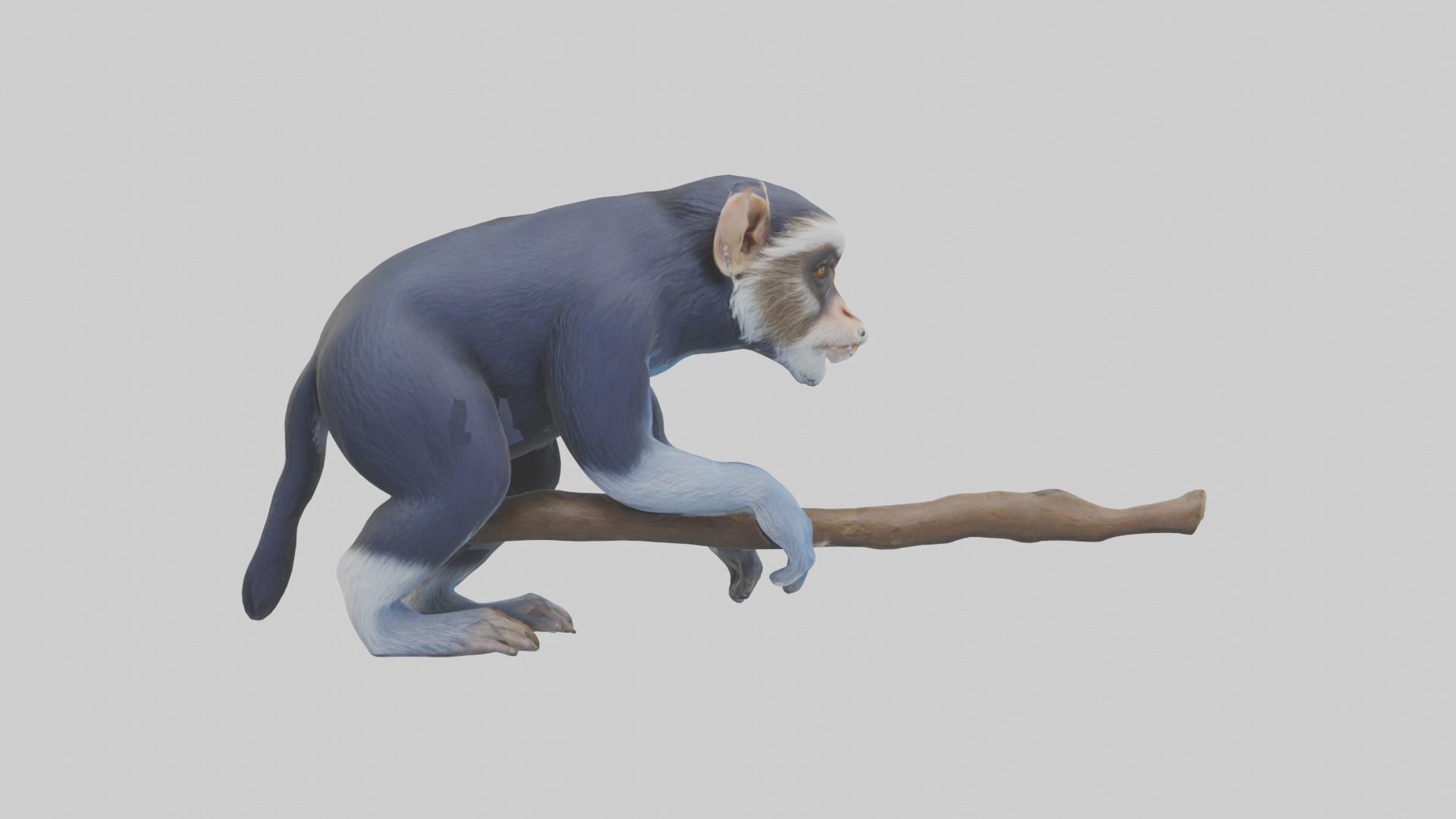 Emperor Tamarin perched model 2 Low-poly 3D model_12