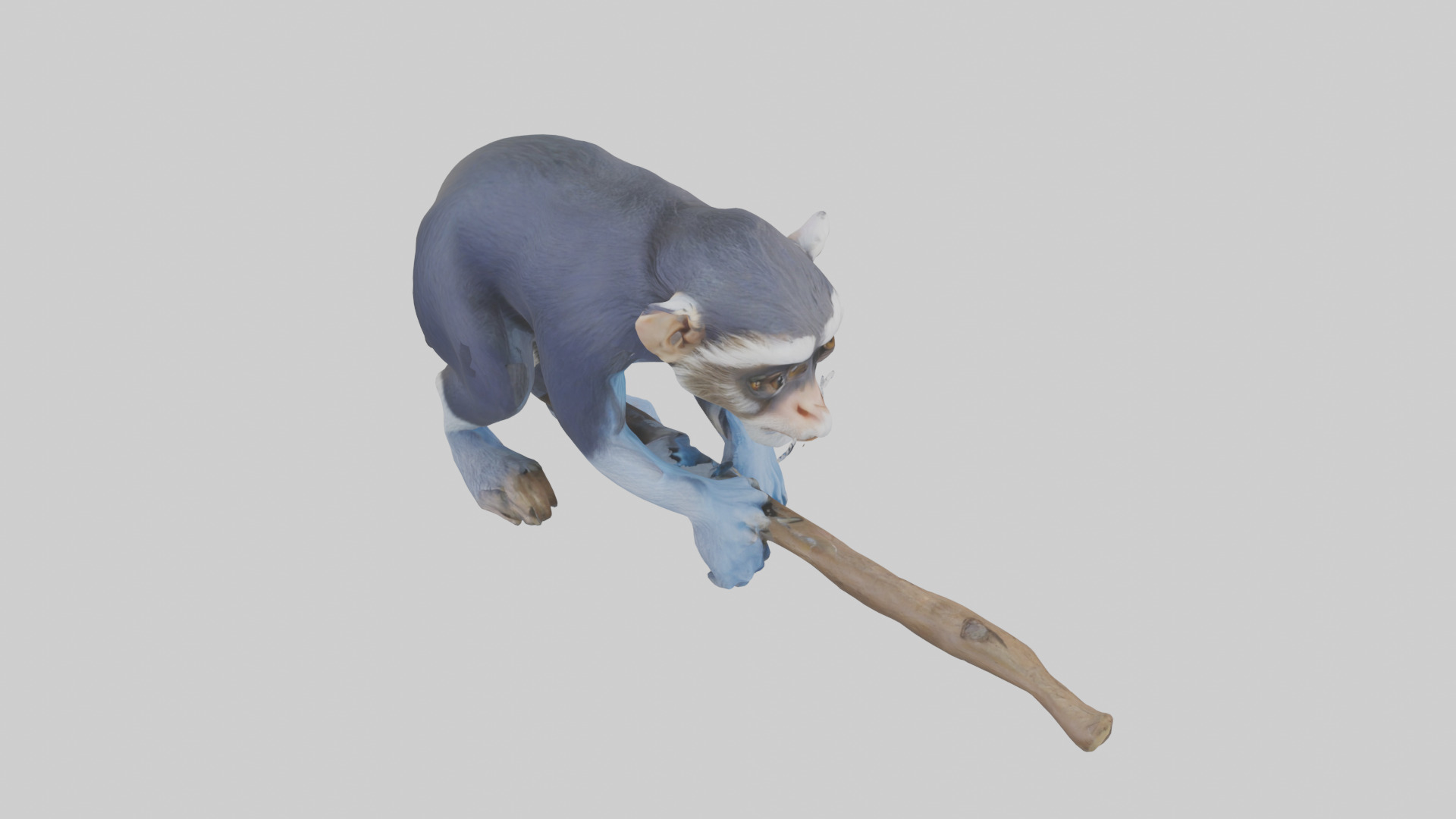 Emperor Tamarin perched model 2 Low-poly 3D model_28