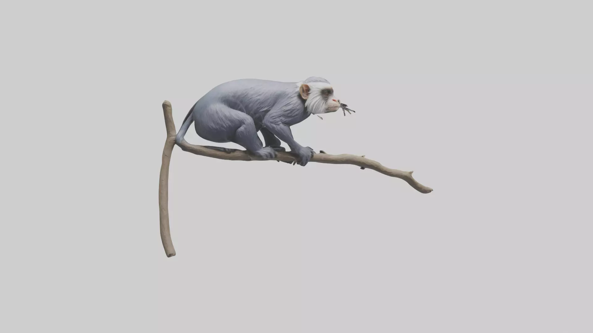 Emperor Tamarin perched model 2 Low-poly 3D model_0