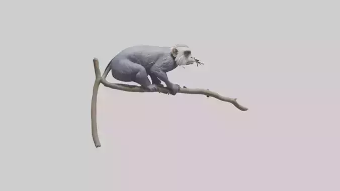 Emperor Tamarin perched model 2 Low-poly 3D model