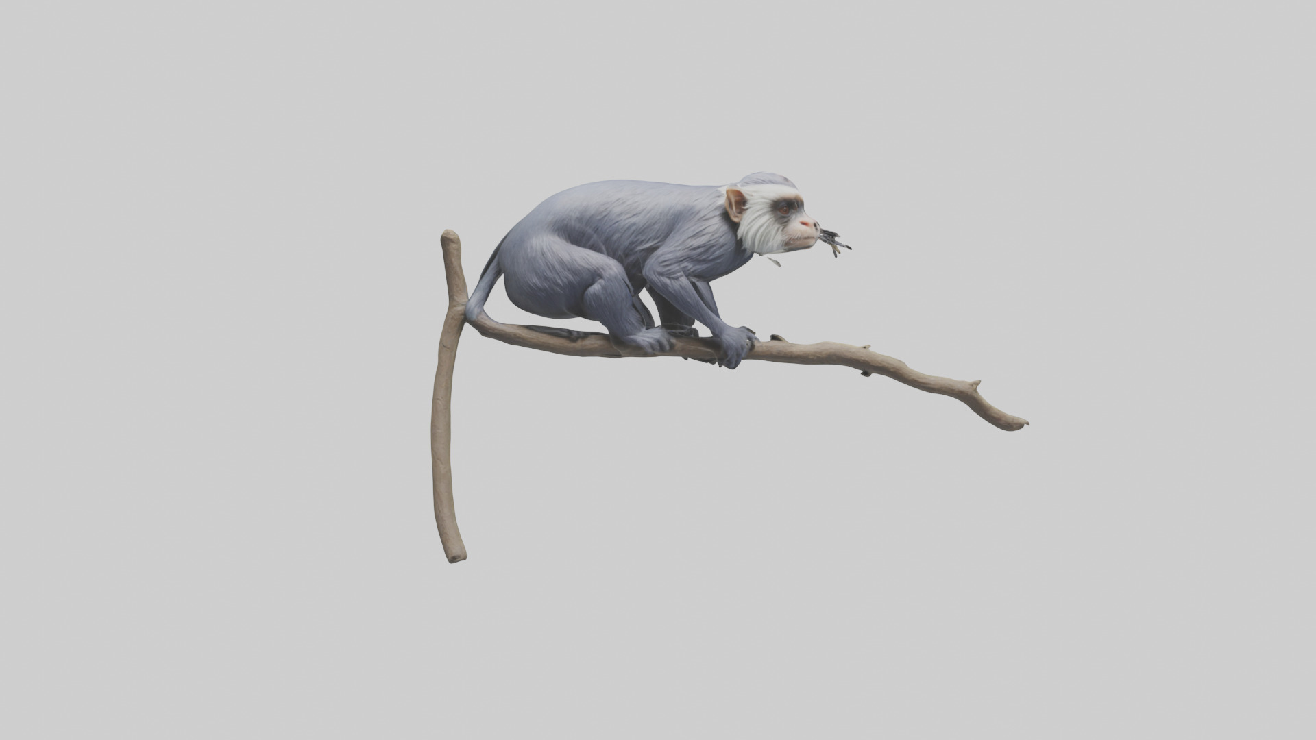 Emperor Tamarin perched model 2 Low-poly 3D model_2
