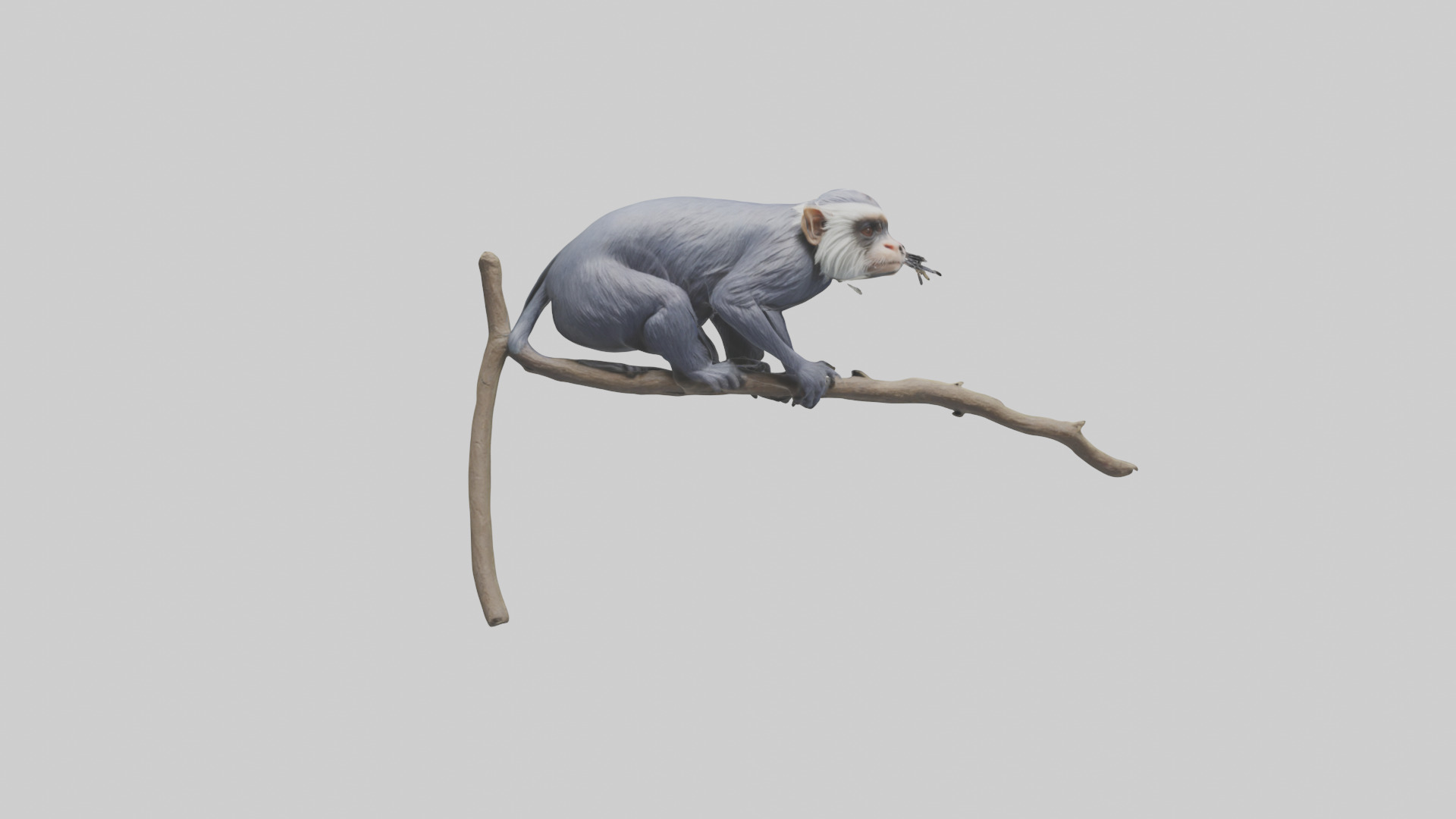 Emperor Tamarin perched model 2 Low-poly 3D model_4