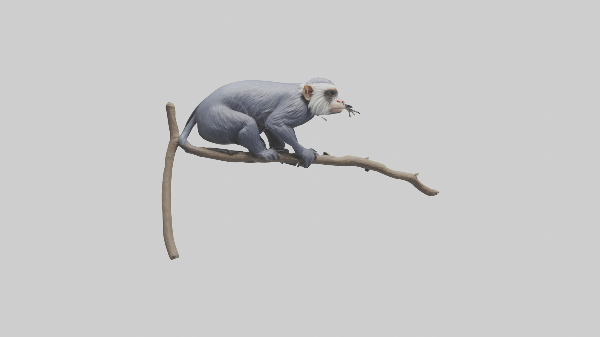 Emperor Tamarin perched model 2 Low-poly 3D model_3