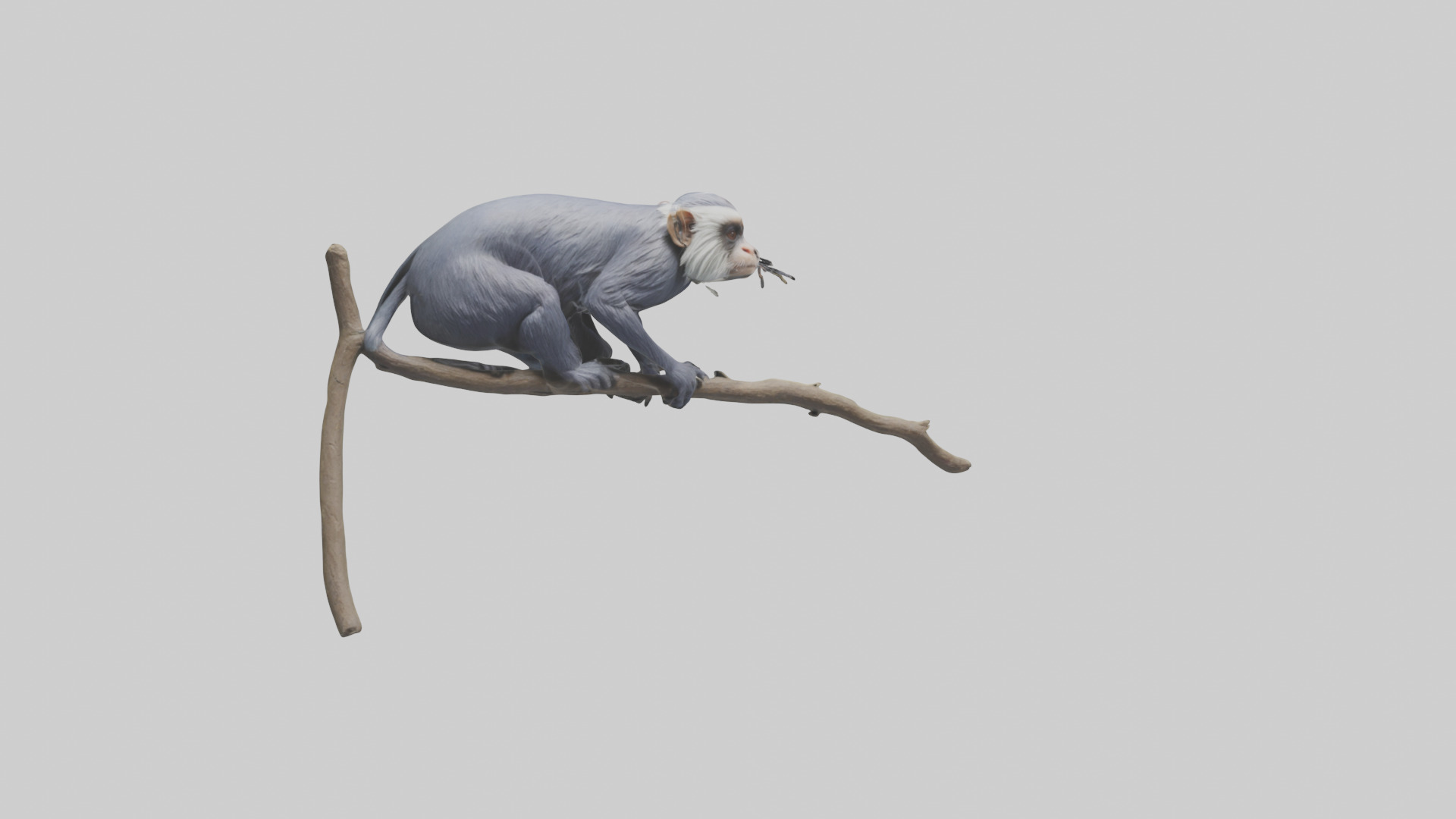 Emperor Tamarin perched model 2 Low-poly 3D model_6