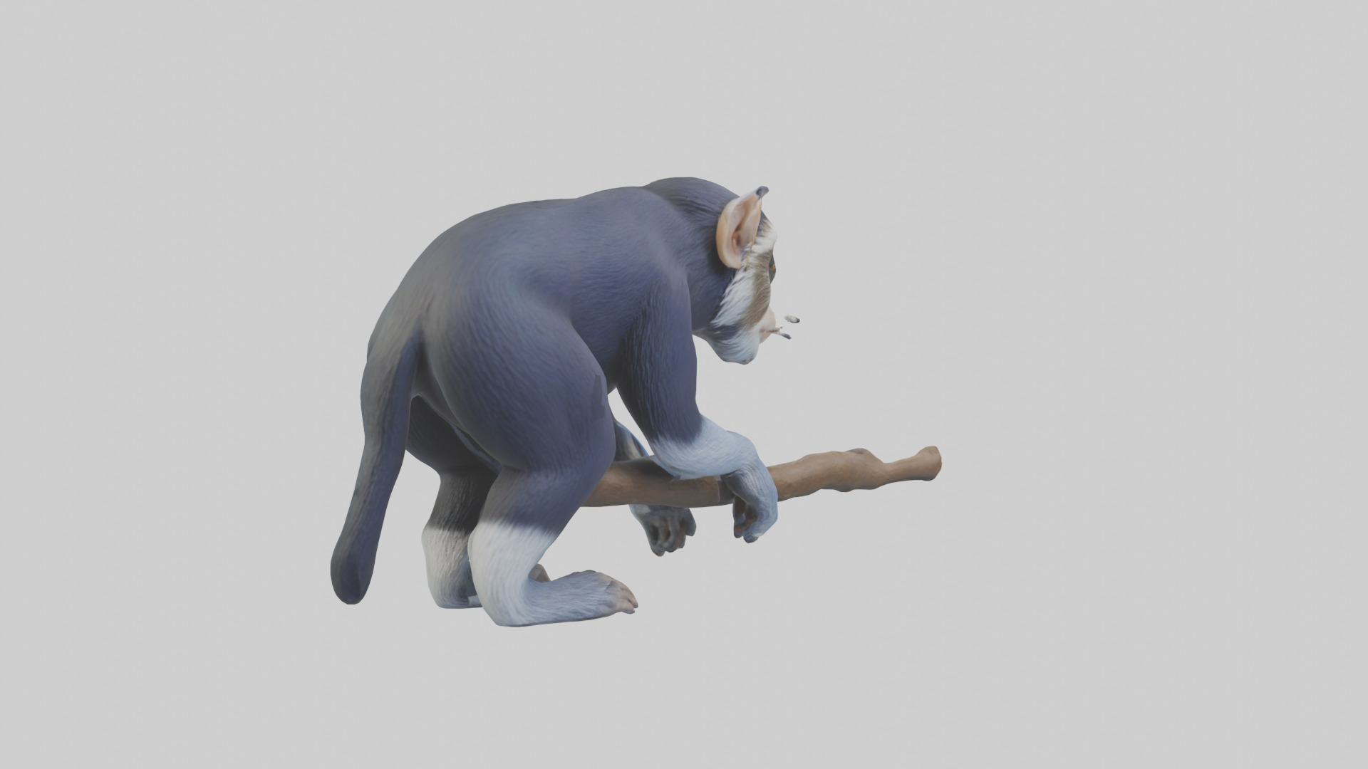 Emperor Tamarin perched model 2 Low-poly 3D model_10