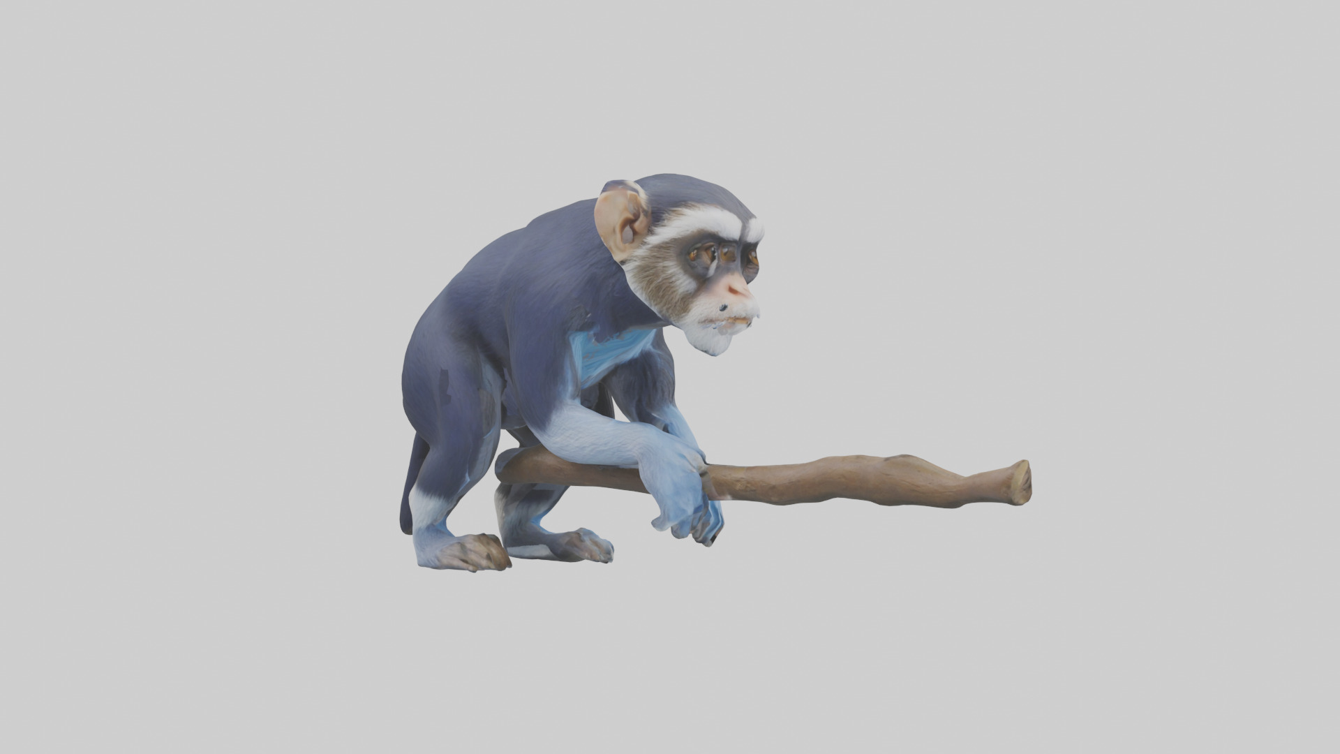 Emperor Tamarin perched model 2 Low-poly 3D model_23