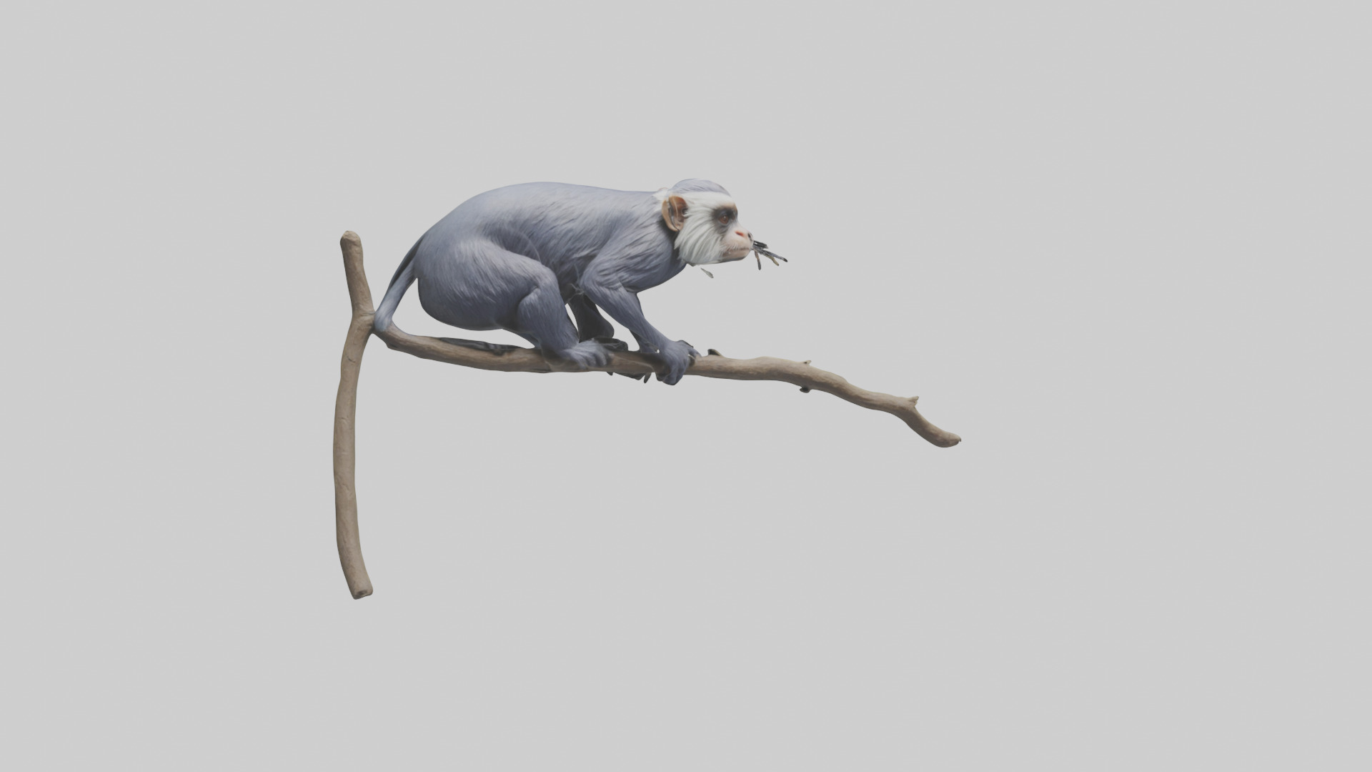 Emperor Tamarin perched model 2 Low-poly 3D model_5