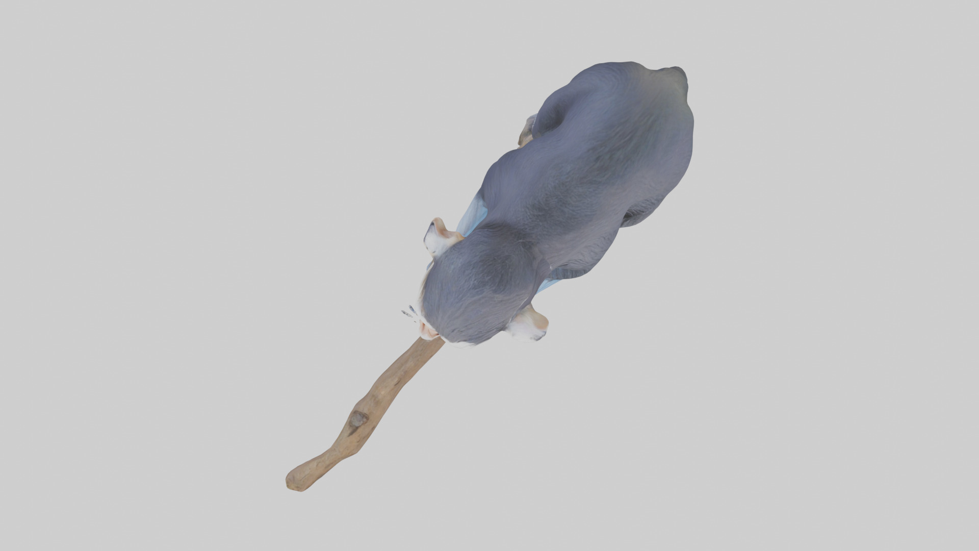 Emperor Tamarin perched model 2 Low-poly 3D model_24