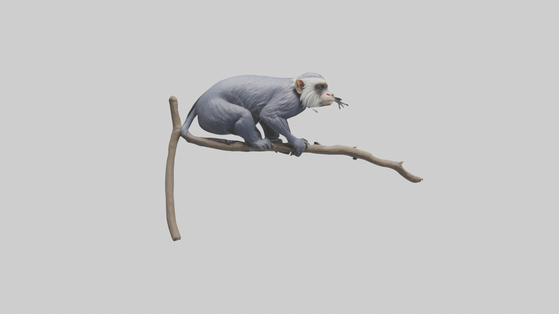 Emperor Tamarin perched model 2 Low-poly 3D model_1