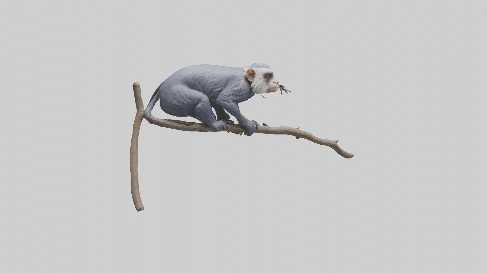 Emperor Tamarin perched model 2 Low-poly 3D model_7