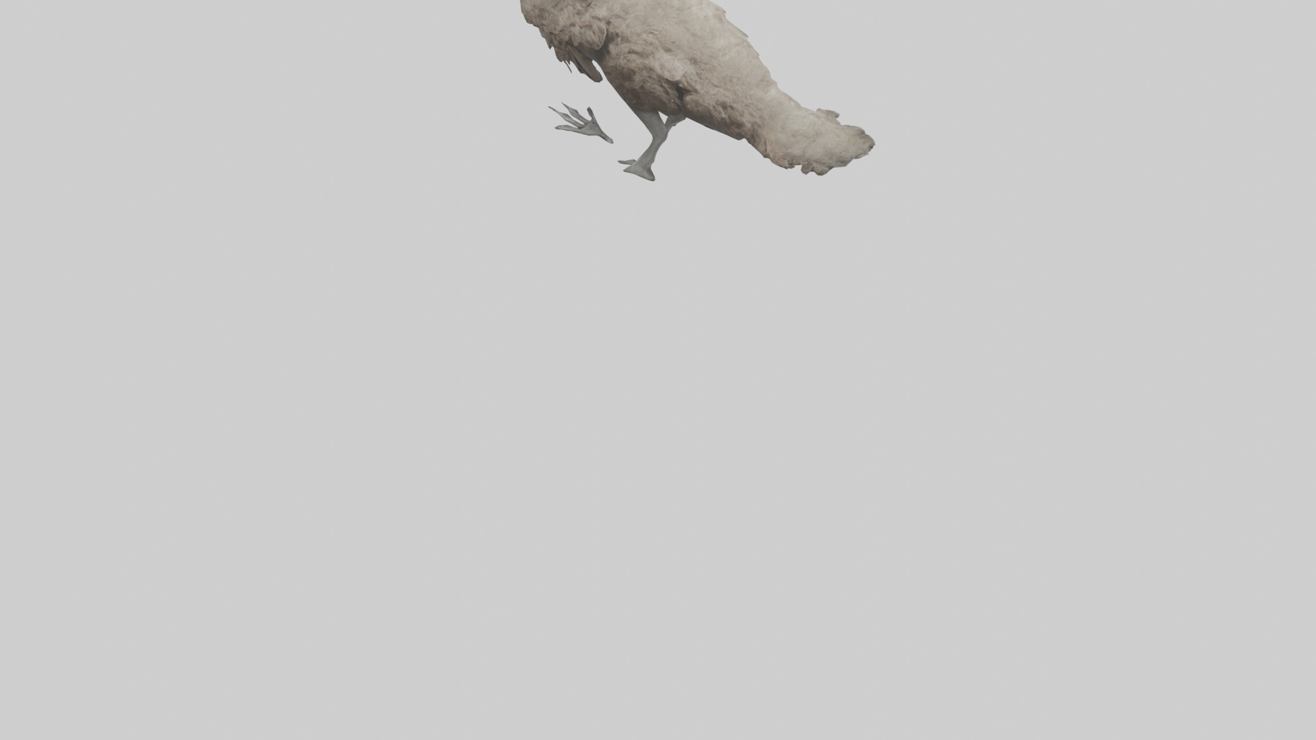 Emu running model Low-poly 3D model_3
