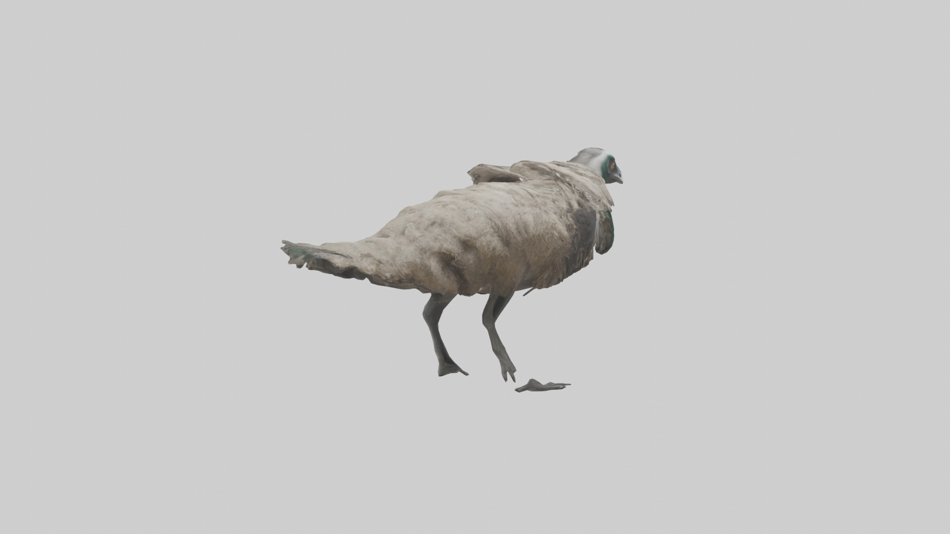 Emu running model Low-poly 3D model_2